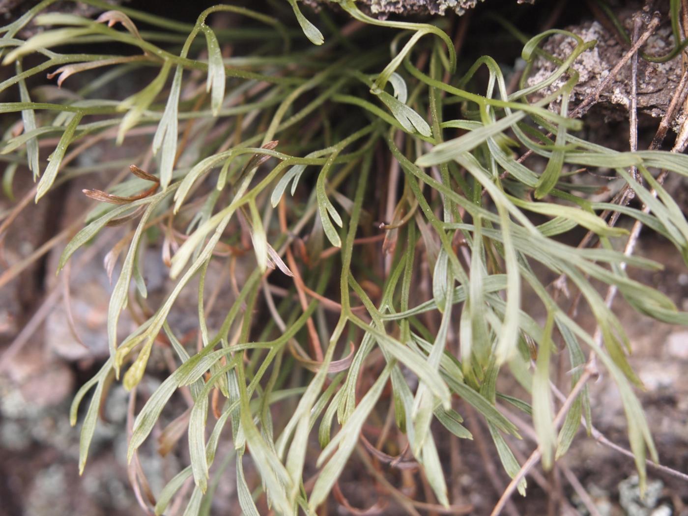 Spleenwort, Forked leaf